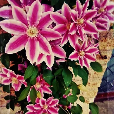 Casa Oasi Centro Storico